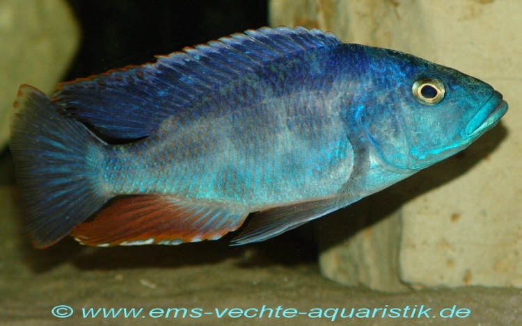 Nimbochromis polystigma